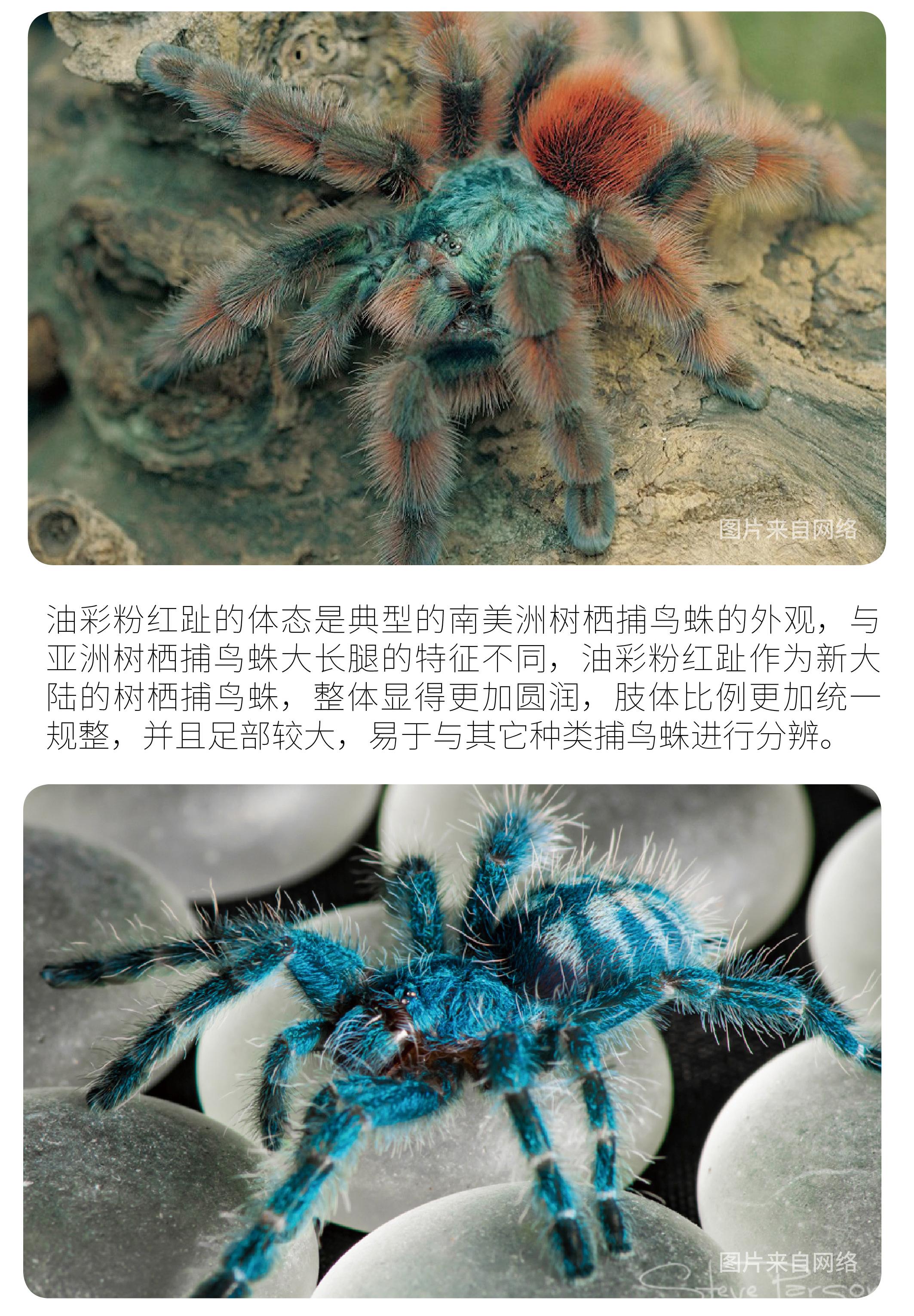 物种小谈┃油彩粉红趾捕鸟蛛