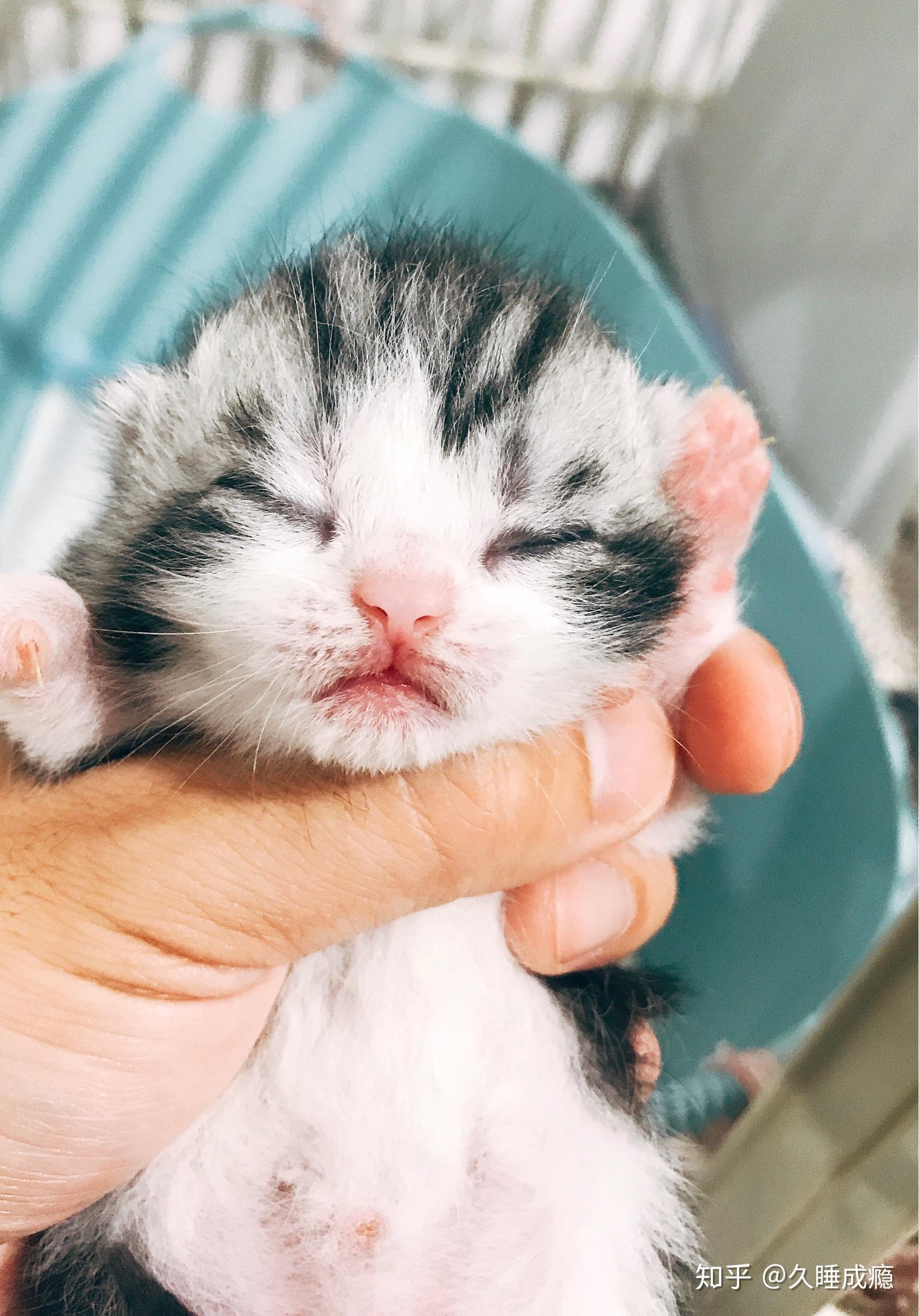 再来吸一吸小可爱吧