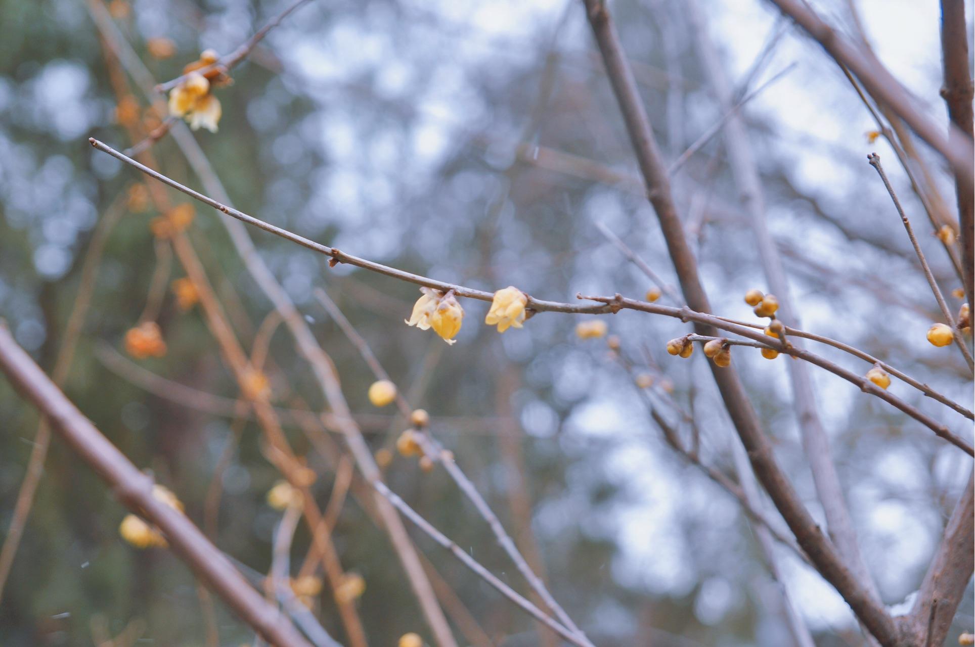 手机怎样拍雪景视频 v2-a12961f519ae54b8b7a58f61c52c1020_r.jpg