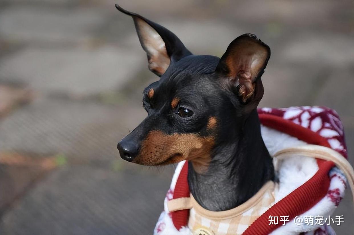 为什么养小鹿犬的人多?养过的都懂,太好养了! 