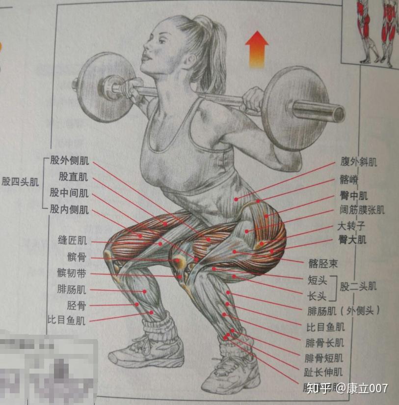 求肌肉名称? - 知乎