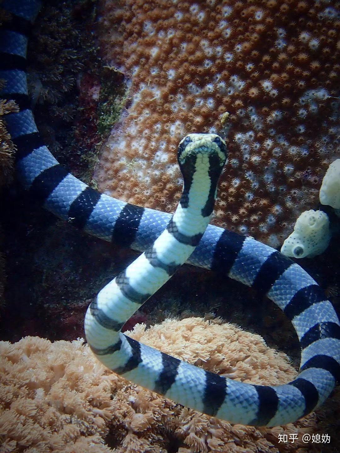 海蛇里有无毒的吗