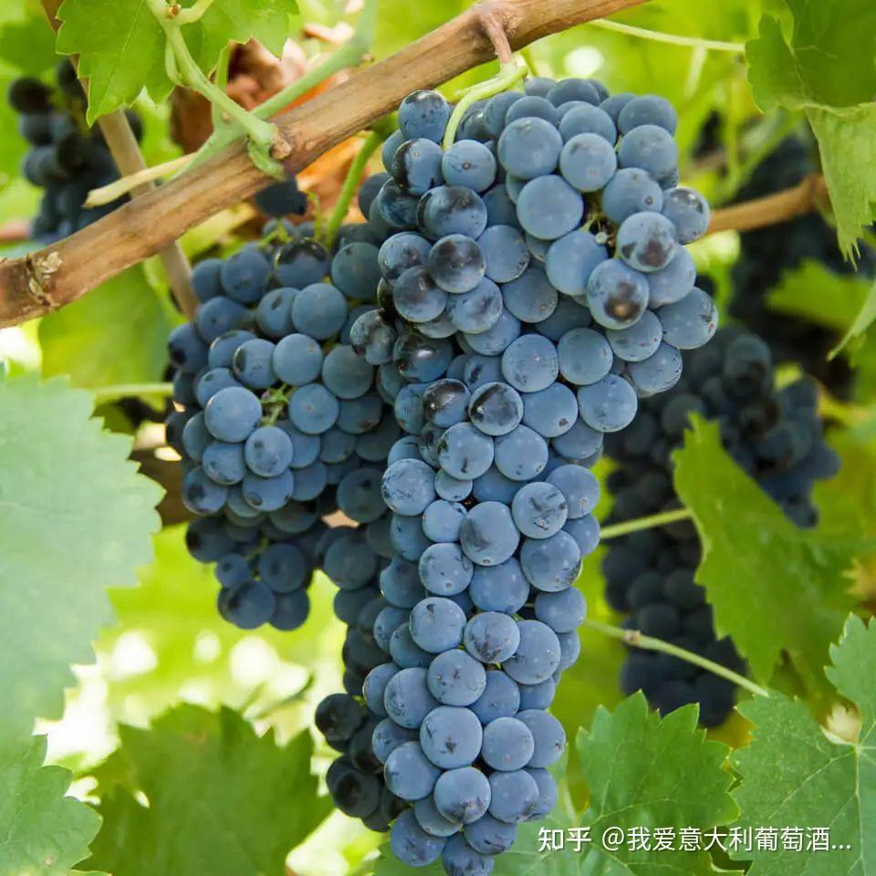 Sagrantino 萨格兰蒂诺:单宁之王 - 知乎