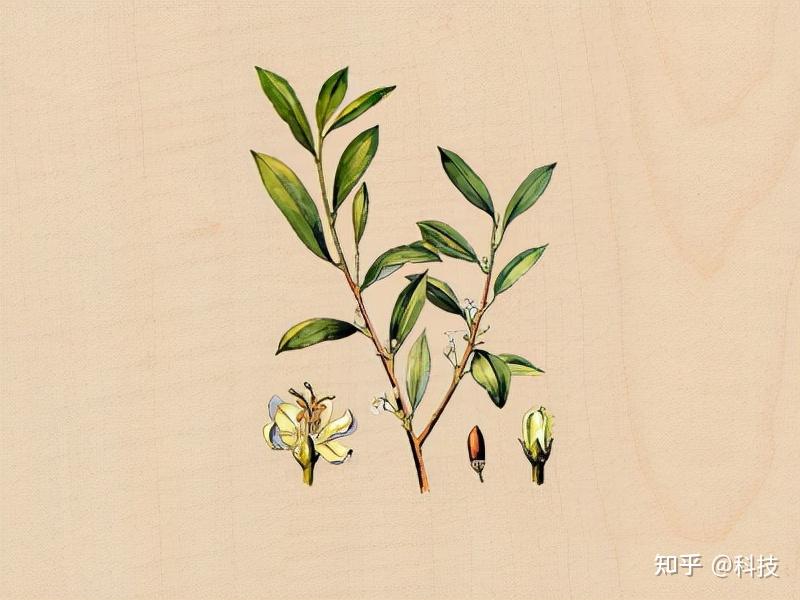 毒品原植物古柯：五千年前有人嚼食 曾见证殖民罪恶史 - 知乎