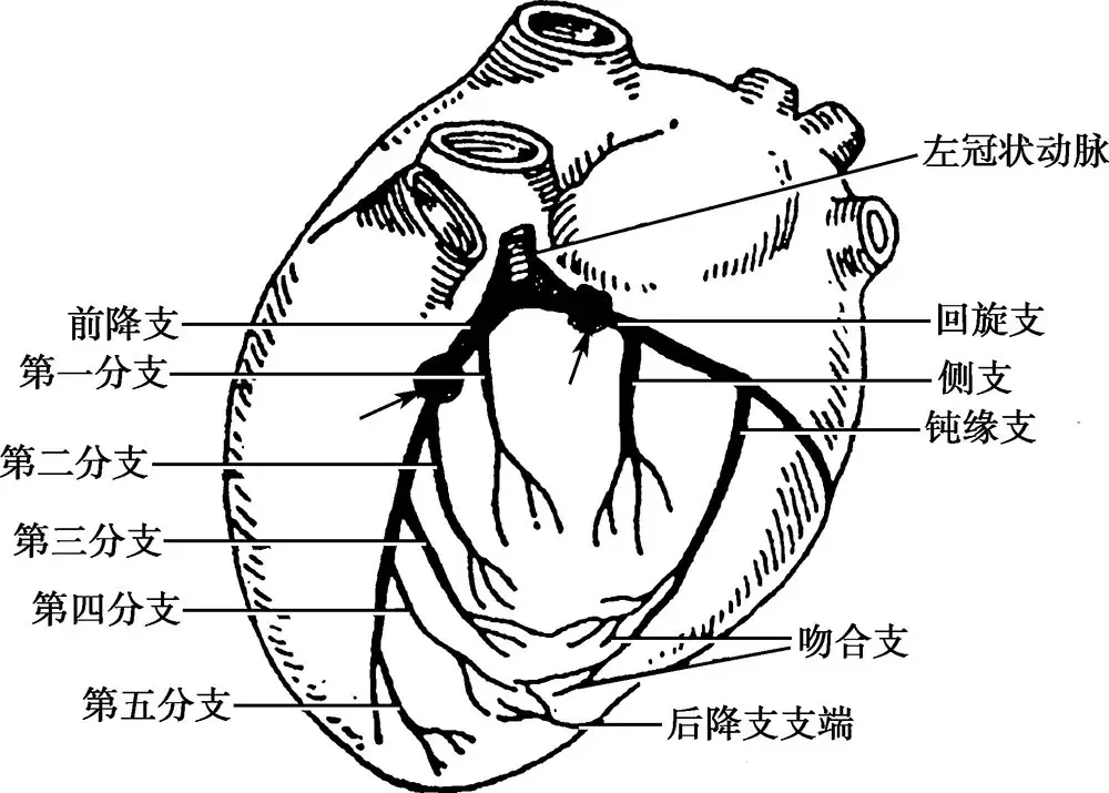 前降支分支图片