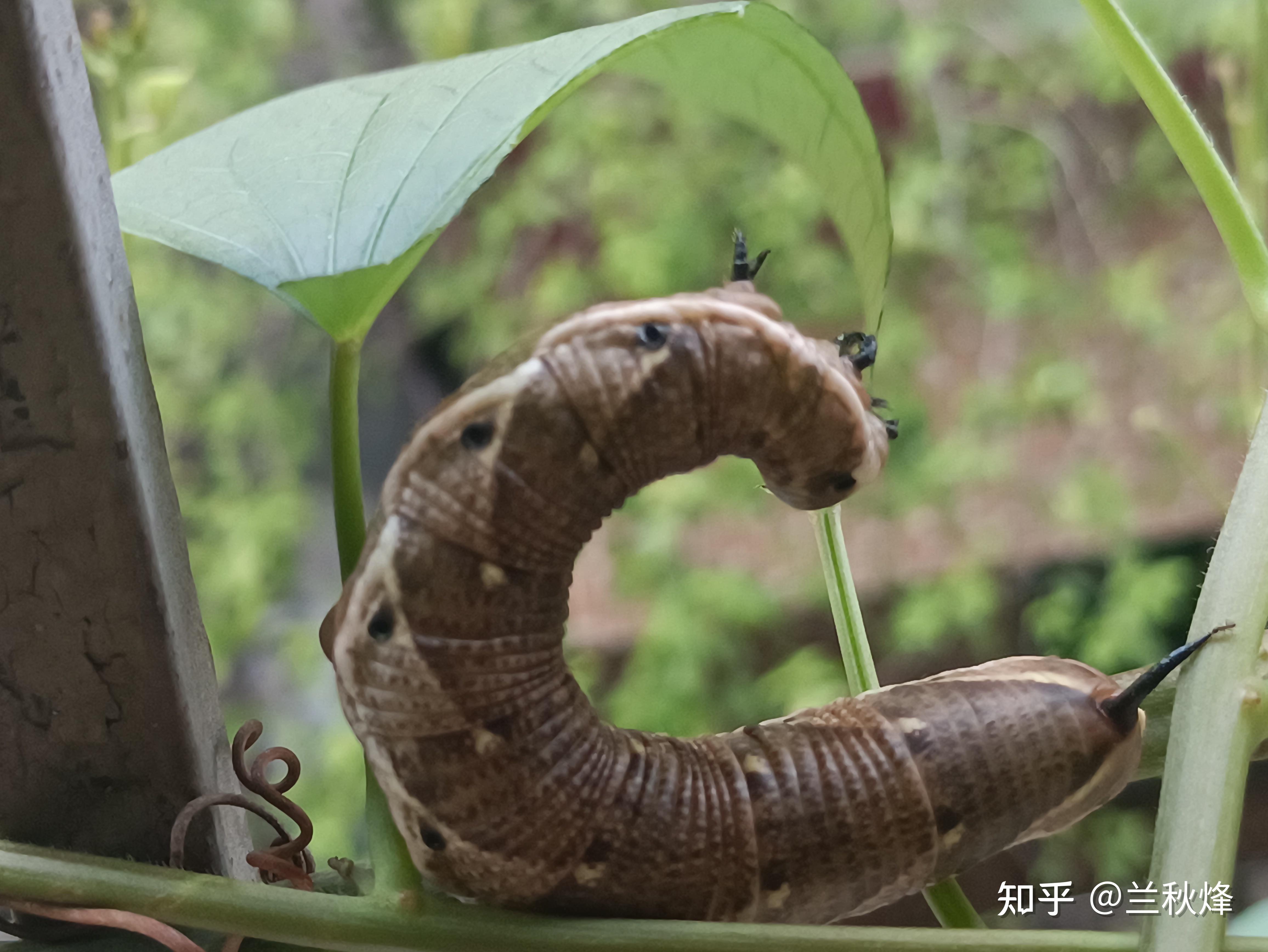 胖虫子 知乎