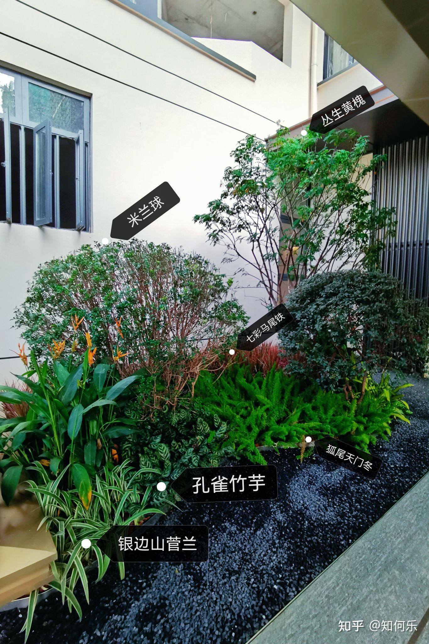 🌿花境分享四|华南植物分享|植物搭配 - 知乎