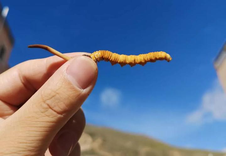 冬虫夏草真的有用吗？过来人分享食用经历- 知乎