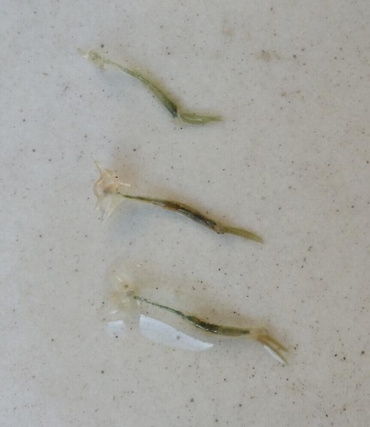 【动物界全系列】剑水蚤目—锚头剑水蚤科