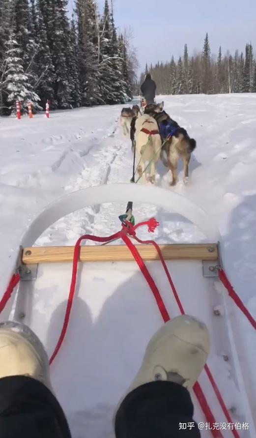 两三个朋友坐在同一个小雪橇上,可爱的狗狗们拉着奔跑大概15分钟.