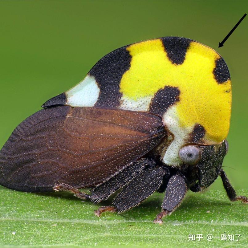 角蝉:带你看看昆虫的长相能有多怪?