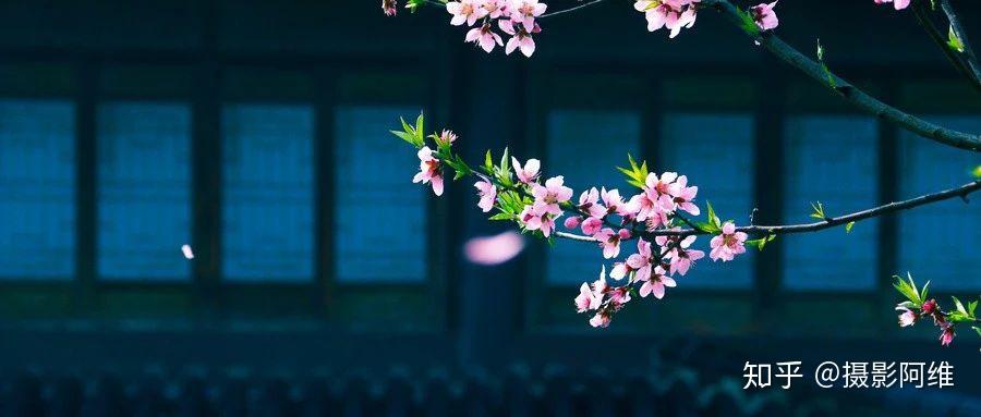 什么叫做桃花纠纷 v2-a16dfc27fc837be8159602b500417158_r.jpg