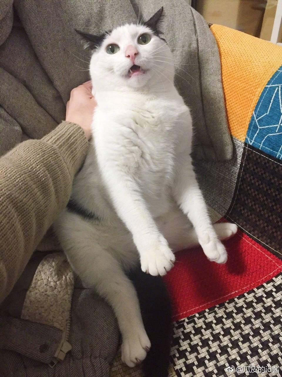 云养猫是什么样的体验? - 知乎