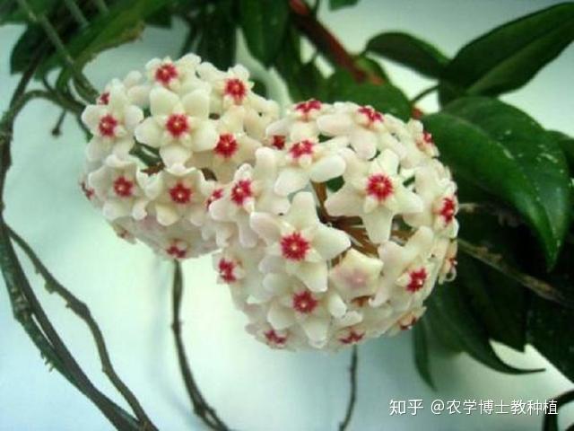 球兰,花朵似球形,小巧玲珑,掌握养护技巧,花开多又美 - 知乎