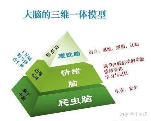 为方便后文表述,我们把爬行脑与情绪脑统称为底层动物脑,理性脑称为前