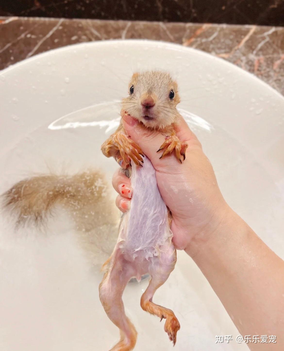 雪地松鼠价格是最贵的也是最漂亮的 - 知乎