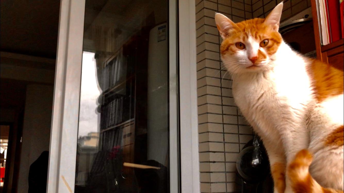 猫先生 知乎 猫先生 知乎