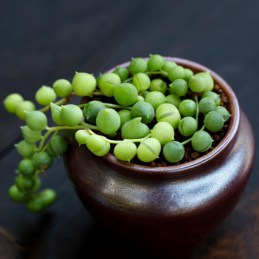 13种高颜值易养入门多肉推荐(赶紧抄作业!