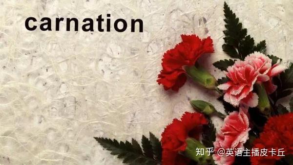 超全鲜花英文名称汇总及配图 建议收藏 知乎