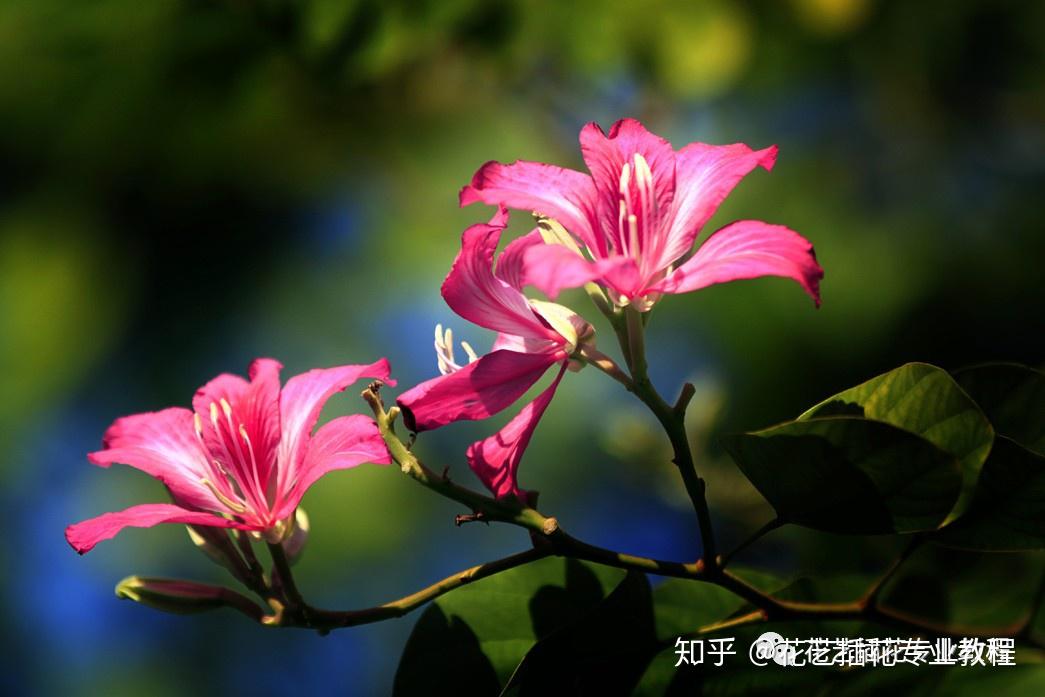 常用的鲜切花紫荆花紫藤花玉兰