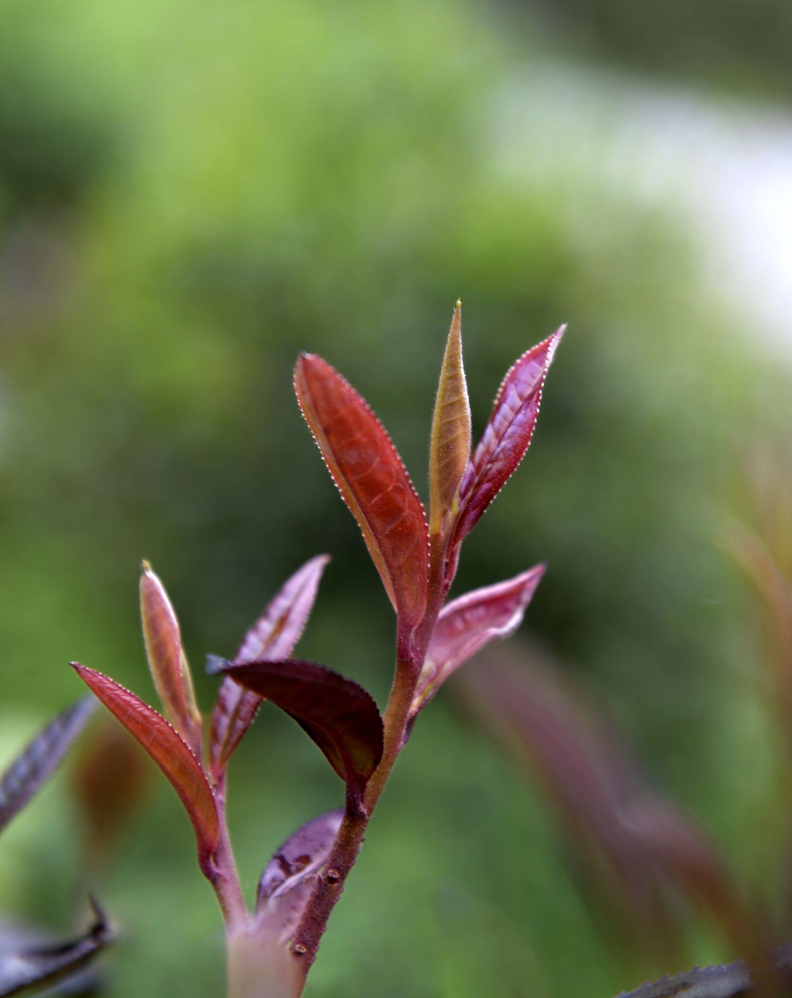 贵州望谟15000亩紫茶助力乡村振兴