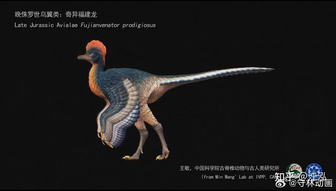 恐龙王国福建第一龙横空出世