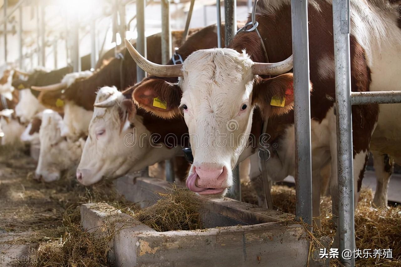 养牛需要投资多少钱，几万块钱就可以开养牛厂的方法