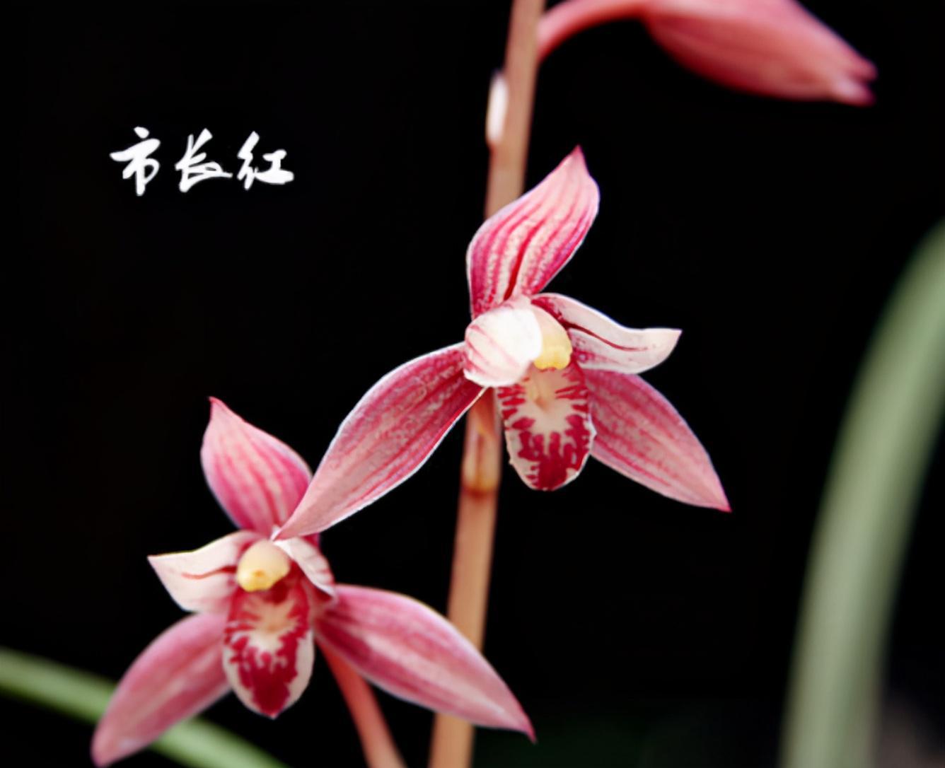 兰花市长红好养吗10年老兰友告诉你除了易腐其他都好说