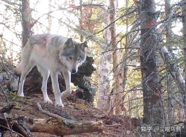 如果将 20 只狼和 500 只鹿放进同一孤岛，最后谁能活下来？