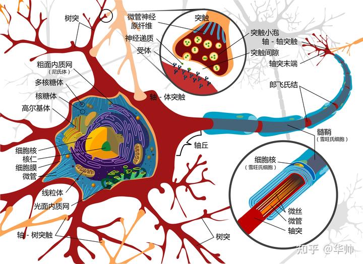 大脑开发的图片_大脑神经元真实图片_大脑图片素材