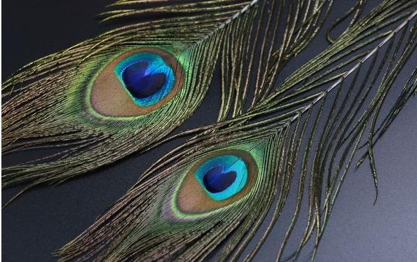 孔雀羽毛不仅寓意深刻 还与风水有密切联系 知乎