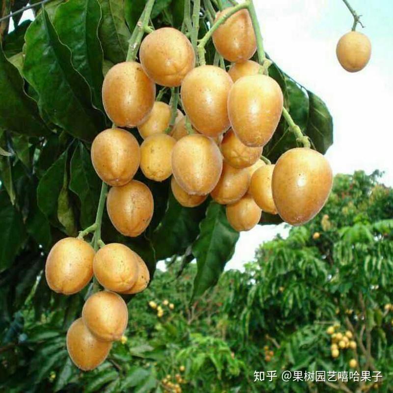 深圳园艺达人推荐黄皮树甘甜且好吃。 - 知乎