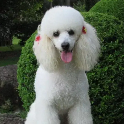 每日一宠贵宾犬 知乎