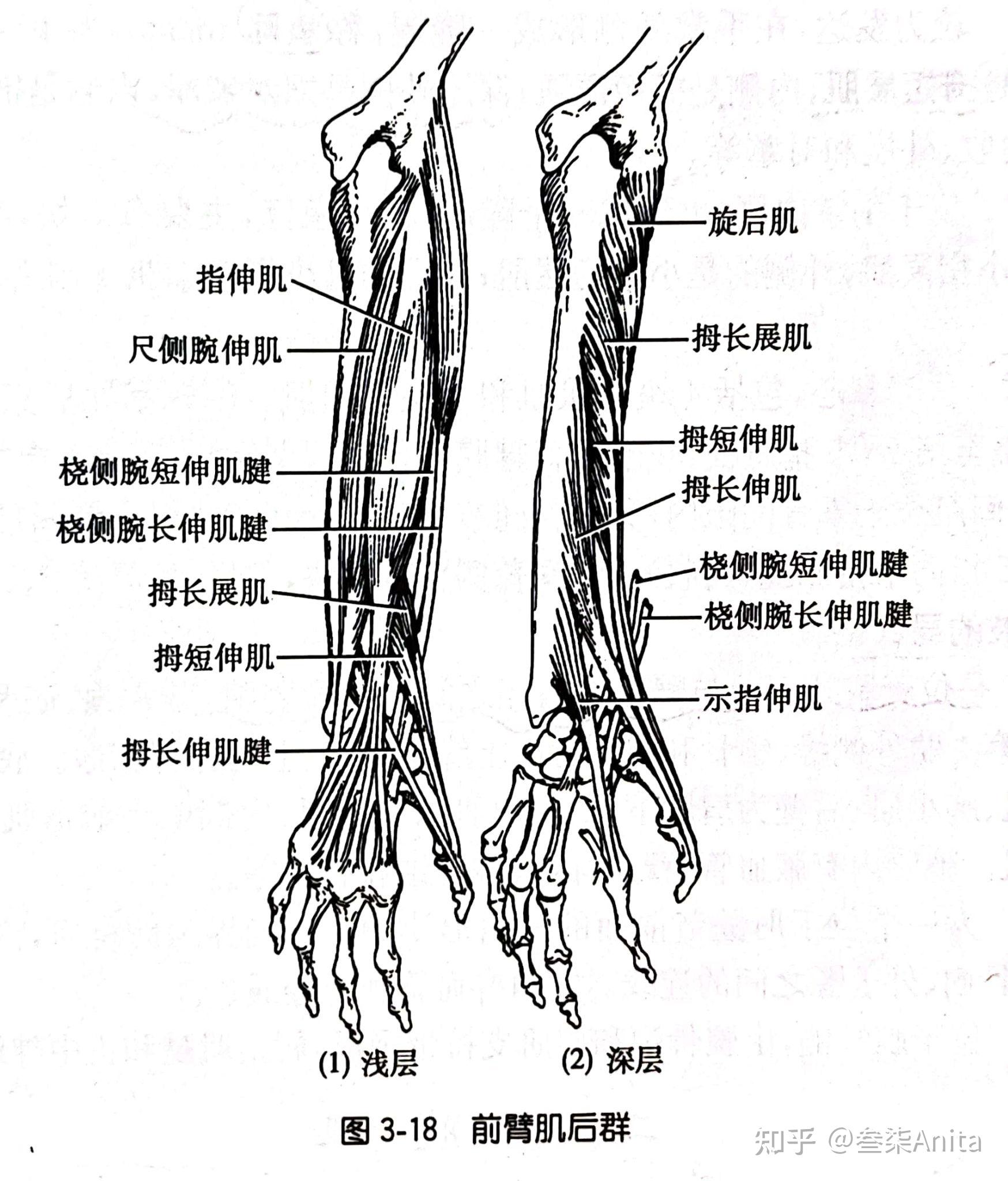 手肌手指的外展和內收髖肌髖關節外側肌群髖部腿部肌肉大腿內收肌下肢