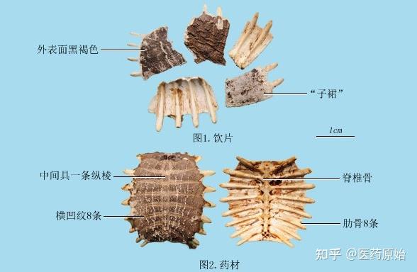 甲虫身体结构图片