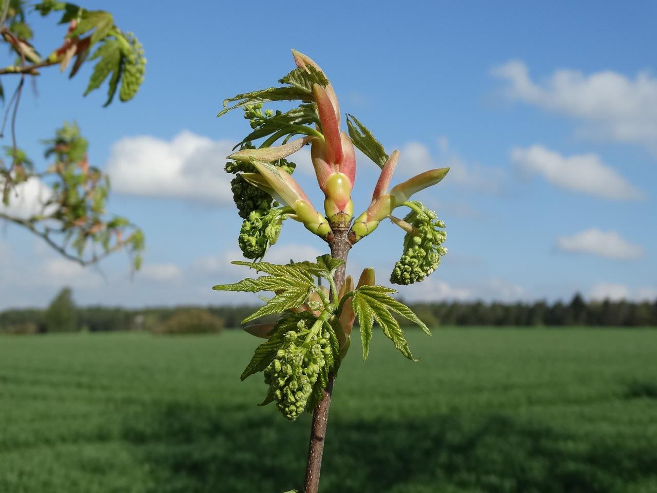 4. 发芽天数标准