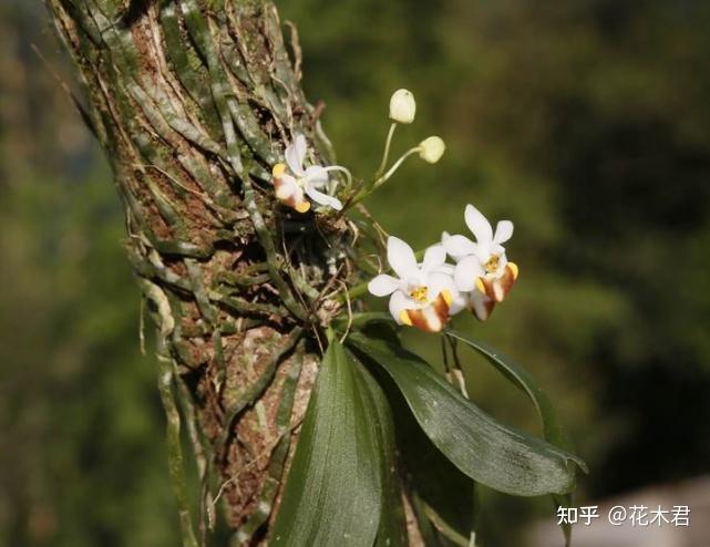国家Ⅰ级濒危物种在我国野生不足50株的珍稀蝴蝶兰洛氏蝴蝶兰
