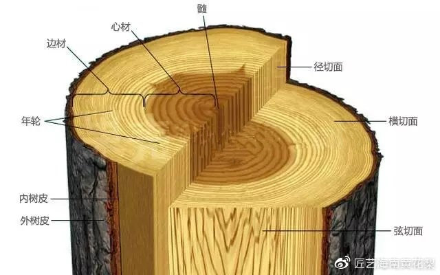 中国古代四大名木——海南黄花梨- 知乎