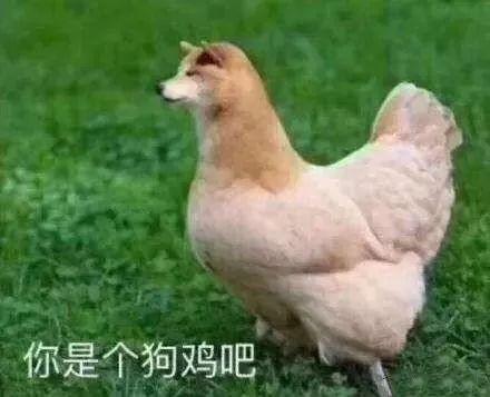 骚鸡表情包 - 知乎