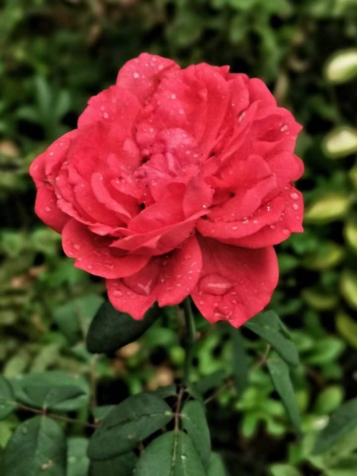 七绝月季花之五平水韵