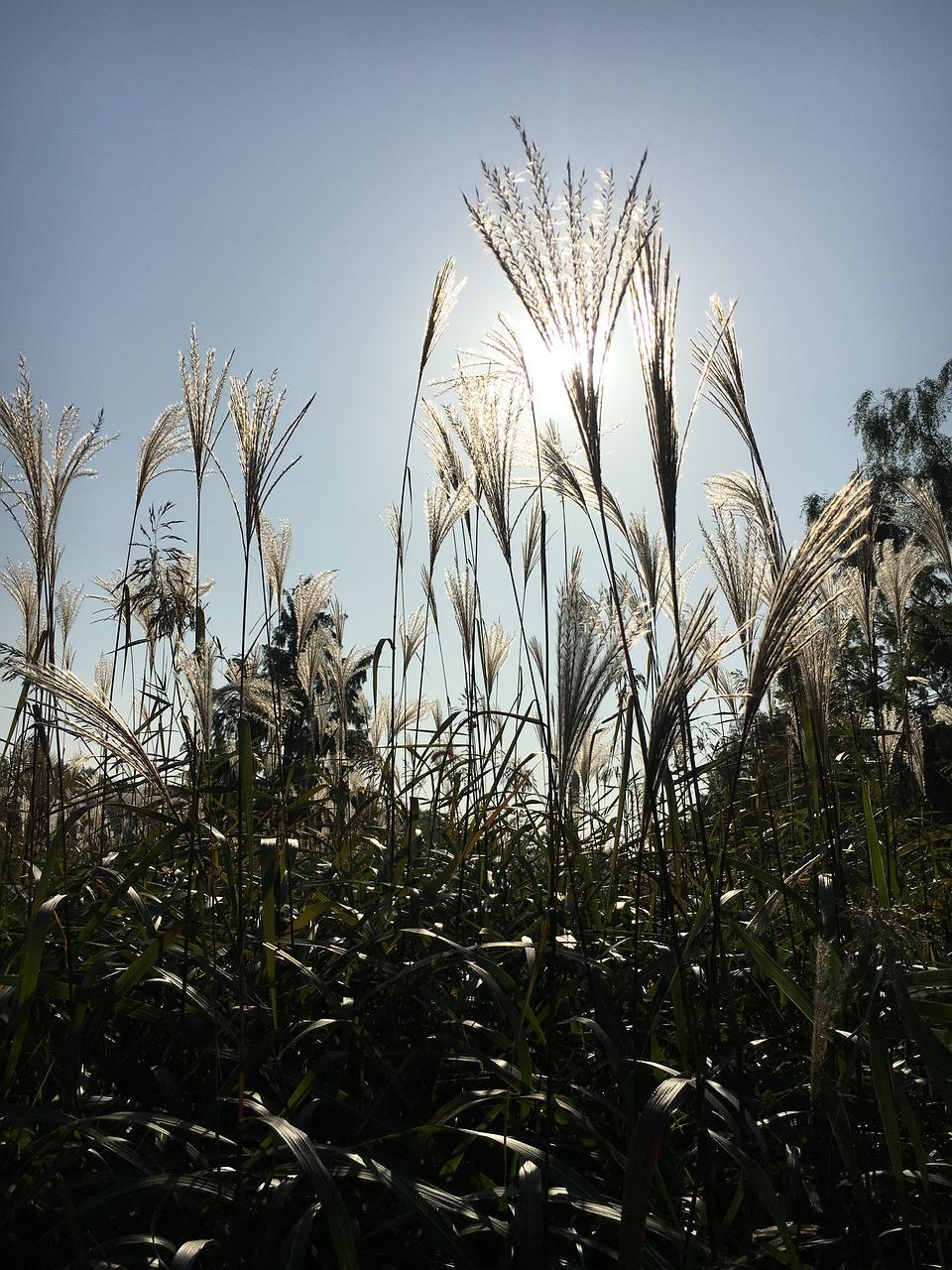 2. 金色景观环绕