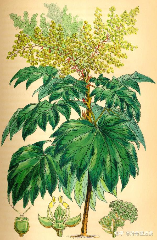 通草花是什么花 - 知乎