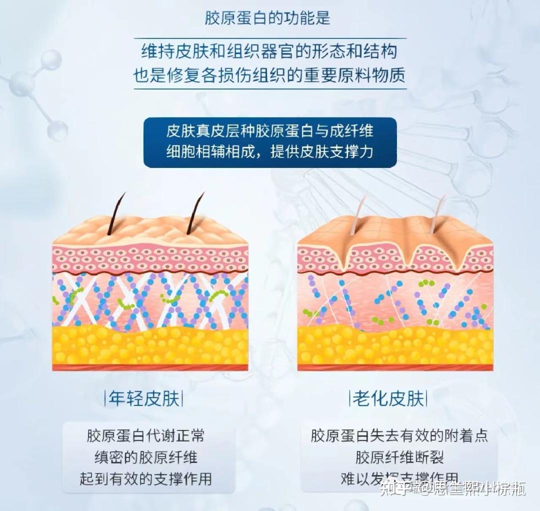 重组人源化III型胶原蛋白是什么?有什么作用及功效? - 知乎