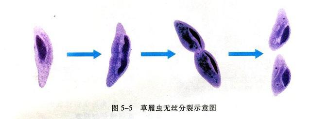 无性生殖哪里不好