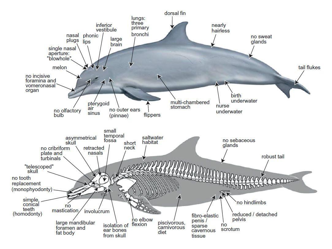 海豚的祖先进化图图片