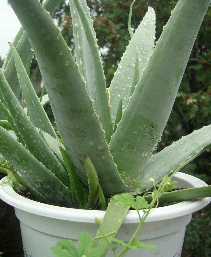 芦荟胶真有用吗? - 知乎