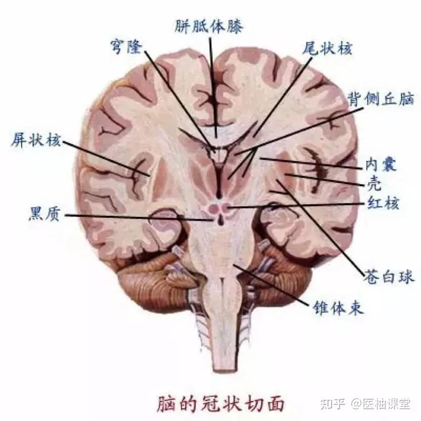 神经系统解剖图分享,值得收藏! - 知乎