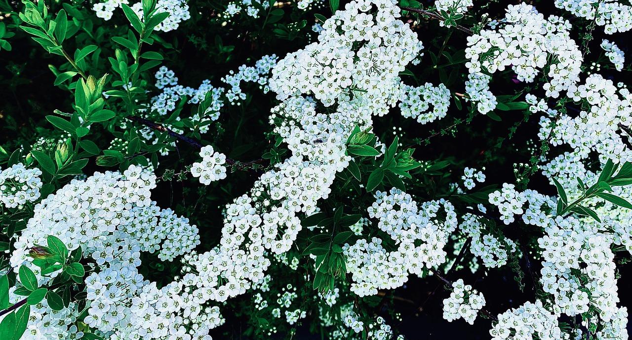 2. 清新空气植物