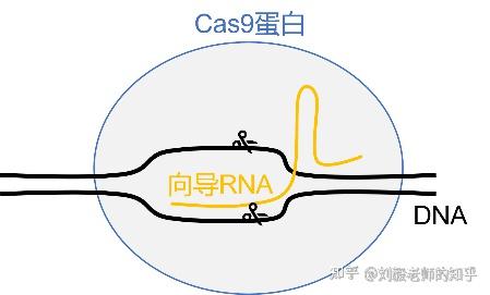 CRISPR-Cas9基因编辑技术【精讲准备补充的内容】 - 知乎