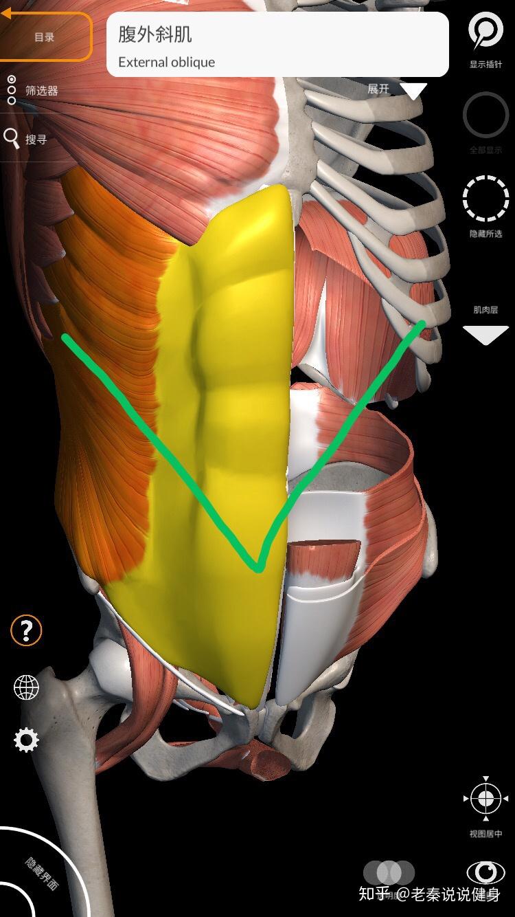腹侧壁由内向外由哪些肌肉组成其纤维走向如何